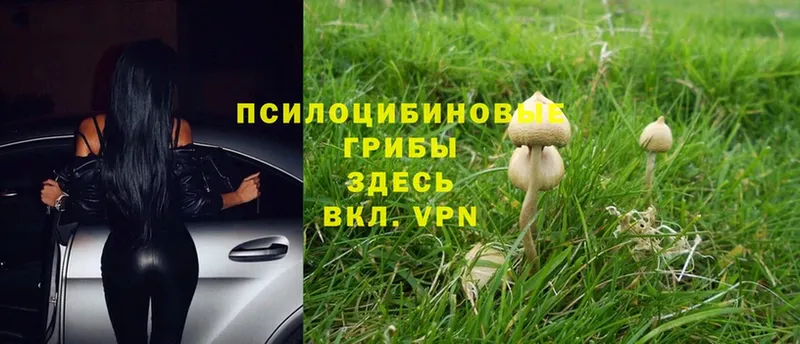 Галлюциногенные грибы Magic Shrooms  Красновишерск 